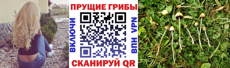 Купить закладки  Асино  Псилоцибиновые грибы мицелий 